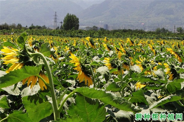 向日葵有什么用途？