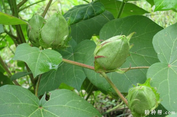 棉花什么时候能使用植物生长调节剂？