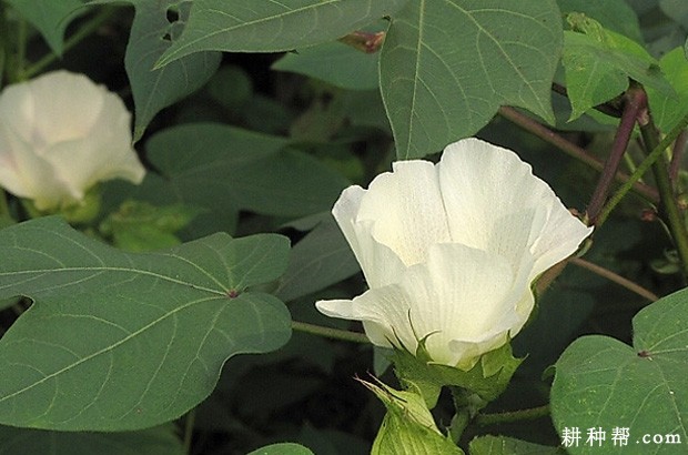 棉花什么时候能使用植物生长调节剂？