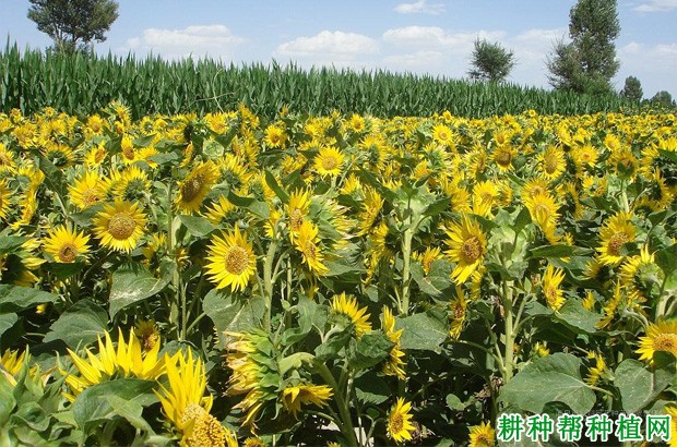 向日葵生长期需要什么肥料？