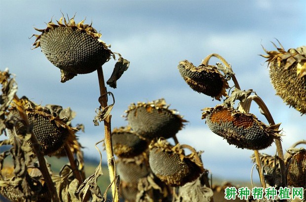 向日葵要种多少天？