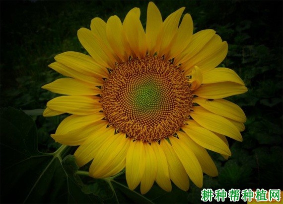 向日葵的花有什么特点？