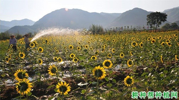 种植向日葵如何浇水？