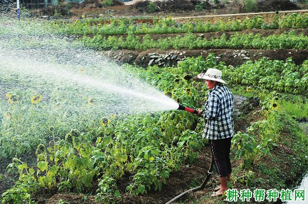 种植向日葵如何浇水？