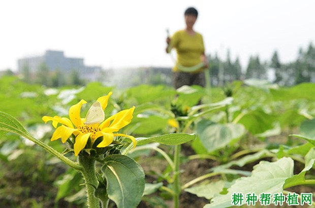 种植向日葵如何浇水？