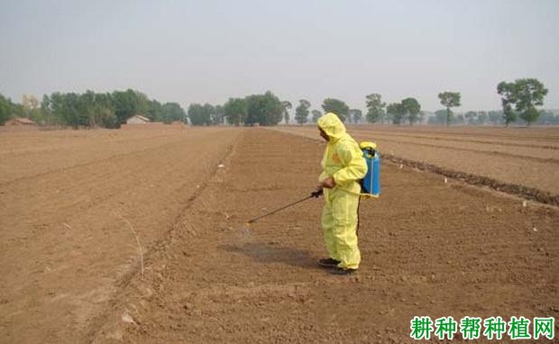 种植向日葵可以使用哪些除草剂？