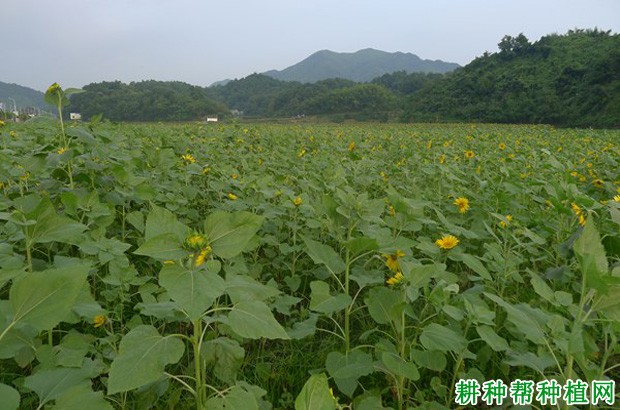 种植向日葵可以使用哪些除草剂？