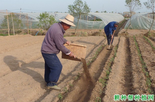 怎样对向日葵施肥？