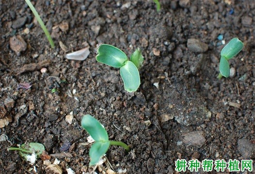 种植向日葵为什么要间苗定苗？