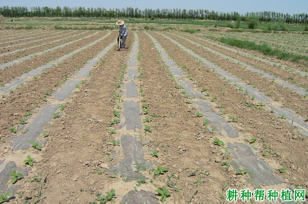 种植向日葵为什么要间苗定苗？