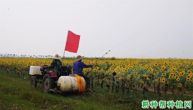 向日葵喷施多少浓度的尿素合适？