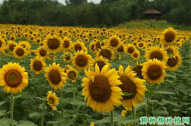 向日葵一亩田种植多少棵？