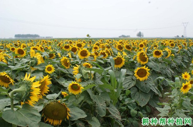 向日葵一亩田种植多少棵？