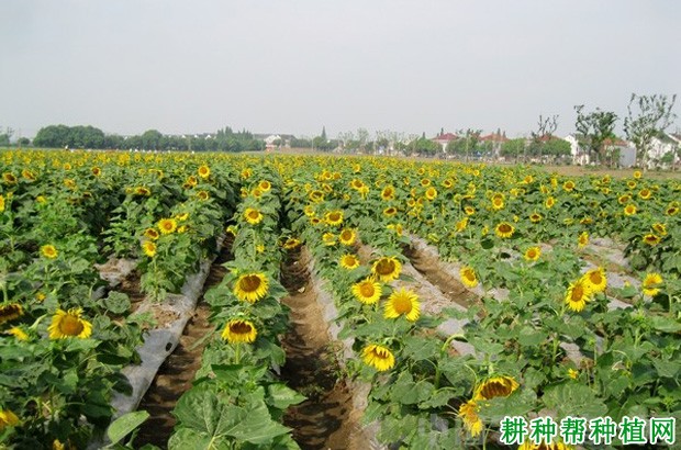 种植向日葵如何提高产量？