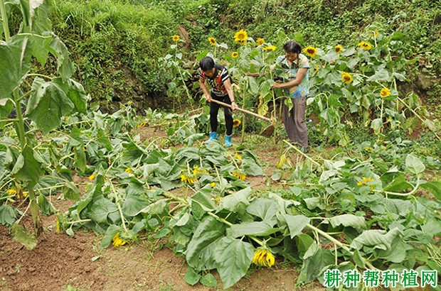 种植向日葵如何防治倒伏？