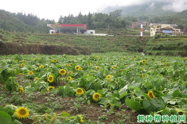 种植向日葵如何防治倒伏？