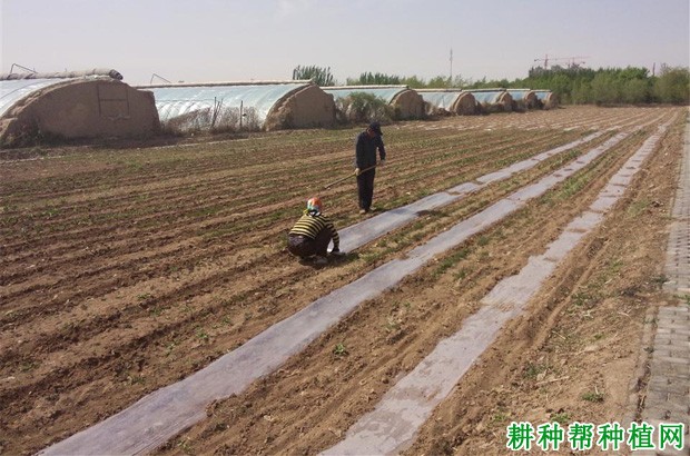 向日葵是什么时候播种？