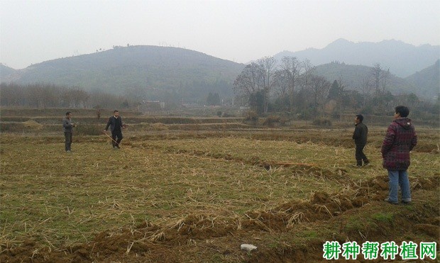 种植向日葵如何选地整地？