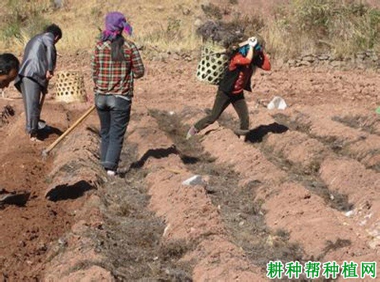 种植向日葵如何选地整地？