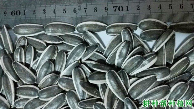 食用型：龙食葵1号向日葵品种好不好？