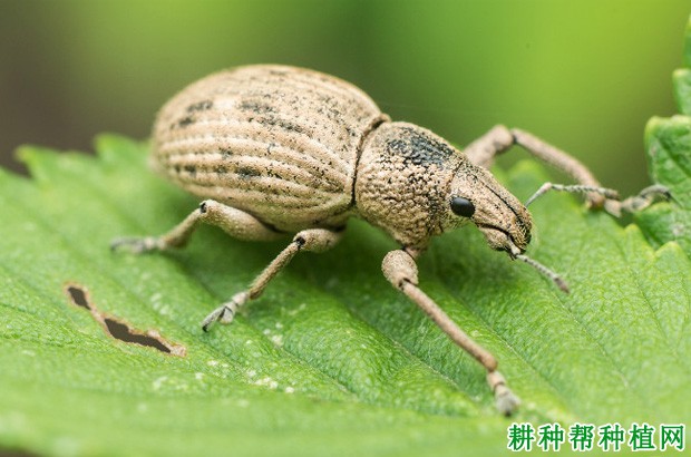 向日葵如何防治蒙古灰象甲？