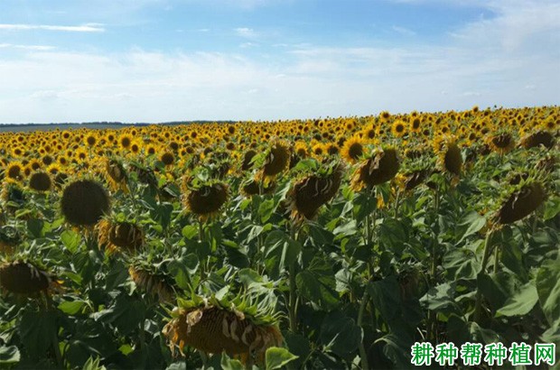 食用型：辽嗑杂3号向日葵品种好不好？