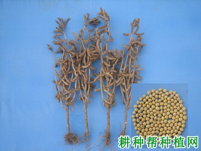 徐豆19黄豆品种好不好？