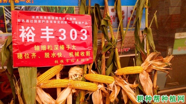 裕丰303玉米品种好不好？