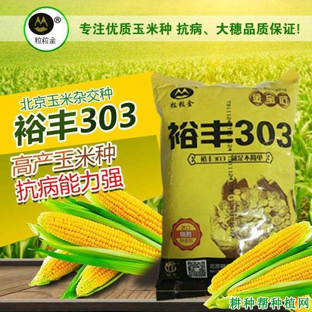 裕丰303玉米品种好不好？