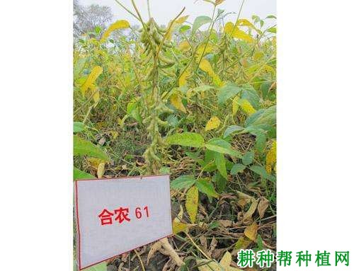 合农61号黄豆品种好不好？