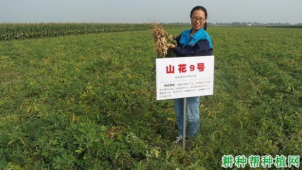 山花9号花生品种好不好？