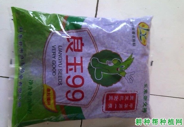 良玉99号玉米品种好不好？