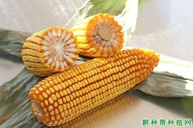 良玉99号玉米品种好不好？