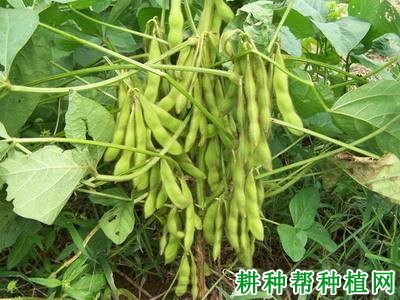 徐豆20黄豆品种好不好？