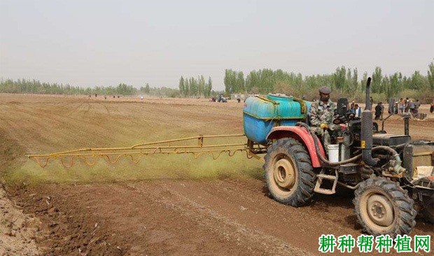 棉花田的杂草用什么除草剂防治？