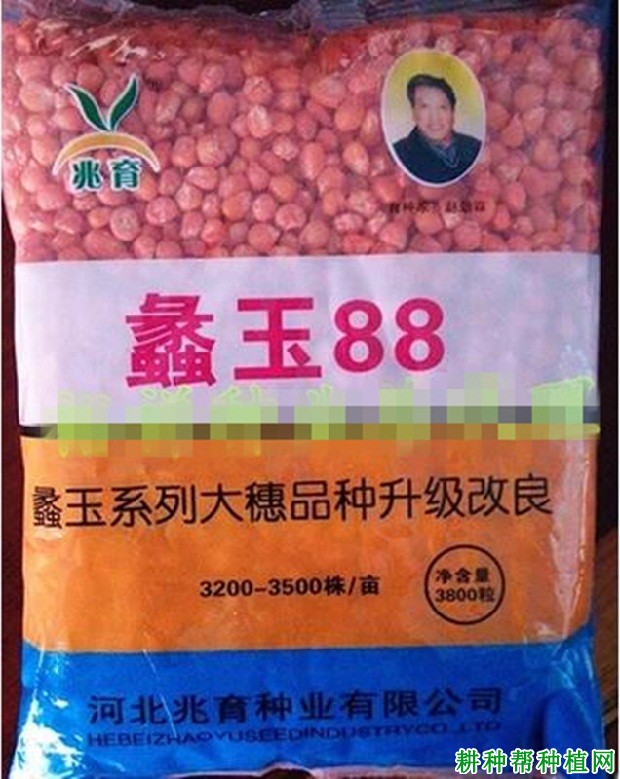 蠡玉88玉米品种好不好？