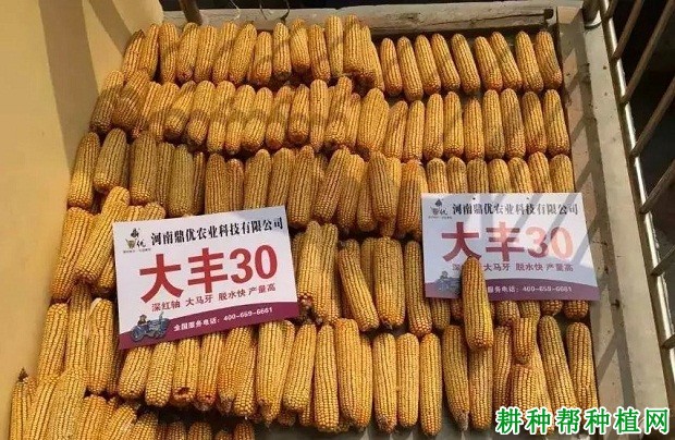 大丰30玉米品种好不好？