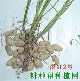 湛红2号花生品种好不好？