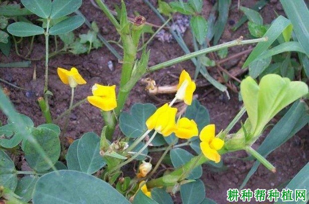 花生开花有什么特点？