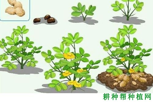 花生的分枝有什么特点？