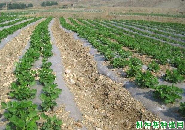 种植花生株距多少为宜？