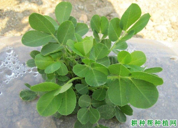 花生的主茎有什么特点？