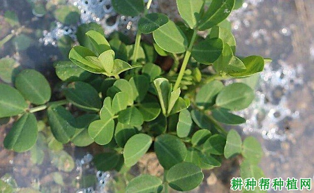 花生的主茎有什么特点？