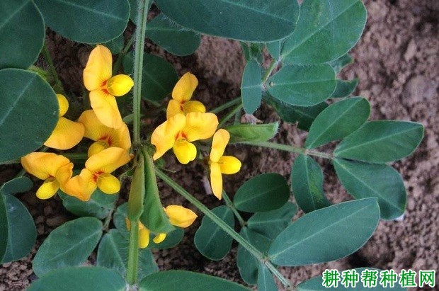 花生开花结果期如何管理？