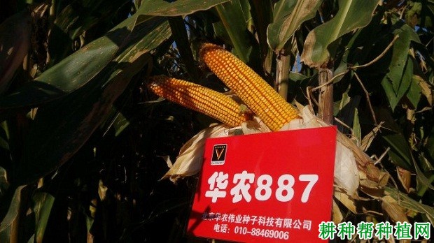 华农887玉米品种好不好？