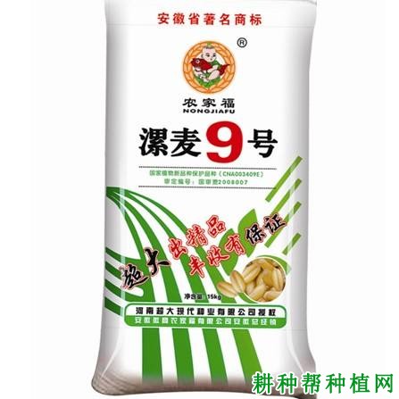 漯麦9号小麦品种好不好？