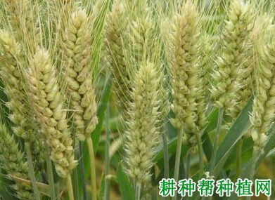 石新633小麦品种好不好？