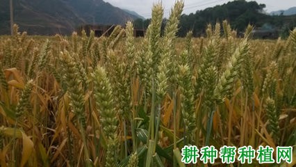 石新633小麦品种好不好？