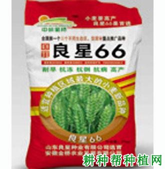 良星66小麦品种好不好？