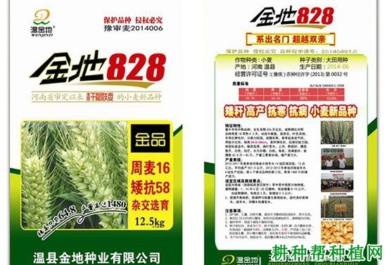 金地828小麦品种好不好？